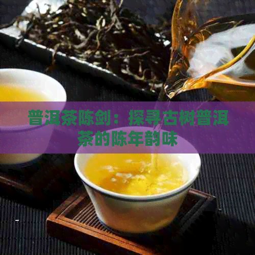 普洱茶陈剑：探寻古树普洱茶的陈年韵味