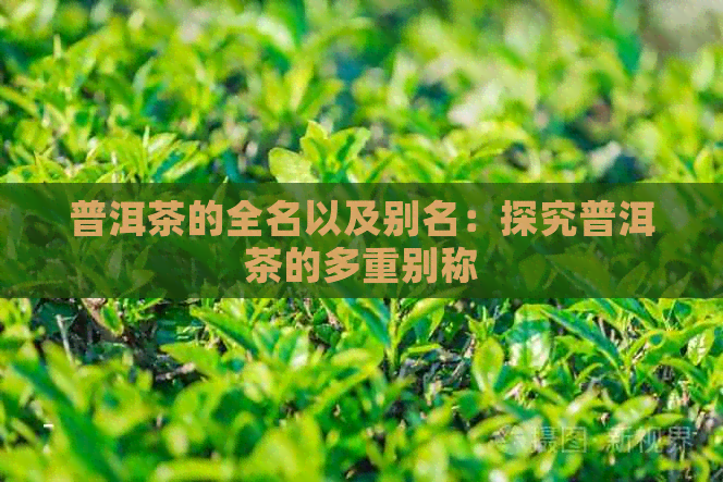 普洱茶的全名以及别名：探究普洱茶的多重别称