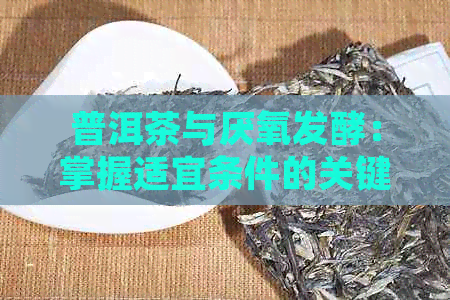 普洱茶与厌氧发酵：掌握适宜条件的关键因素