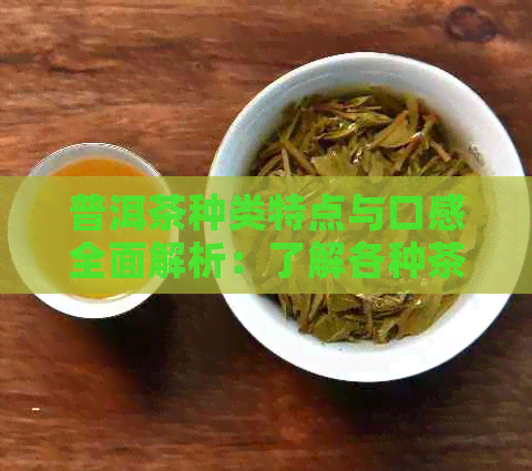 普洱茶种类特点与口感全面解析：了解各种茶叶的风味和特色