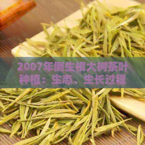 2007年倒生根大树茶叶种植：生态、生长过程、品质与口感的综合分析