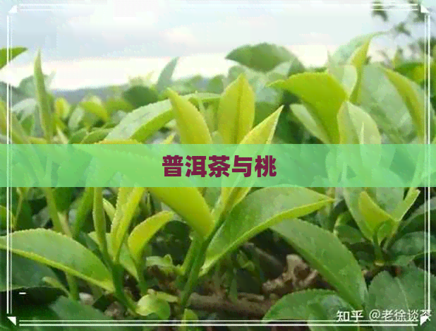 普洱茶与桃