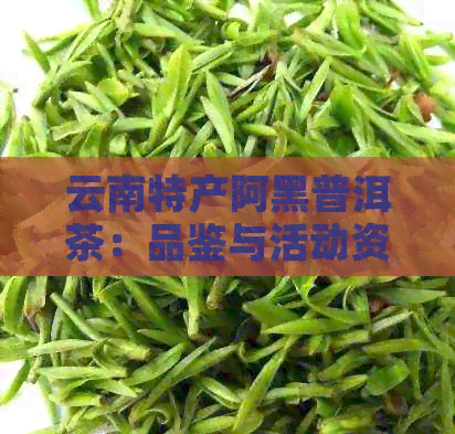 云南特产阿黑普洱茶：品鉴与活动资讯