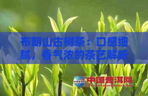 布朗山古树茶：口感细腻，香气浓的茶艺解析