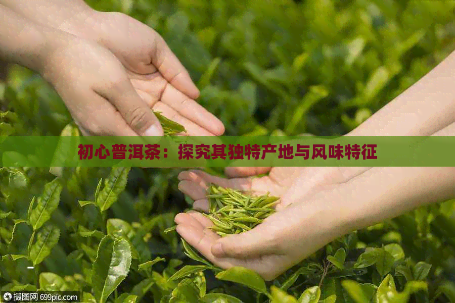 初心普洱茶：探究其独特产地与风味特征