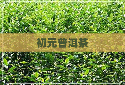 初元普洱茶