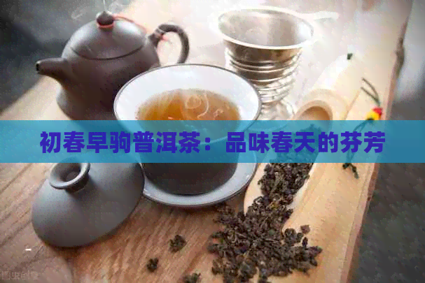 初春早驹普洱茶：品味春天的芬芳