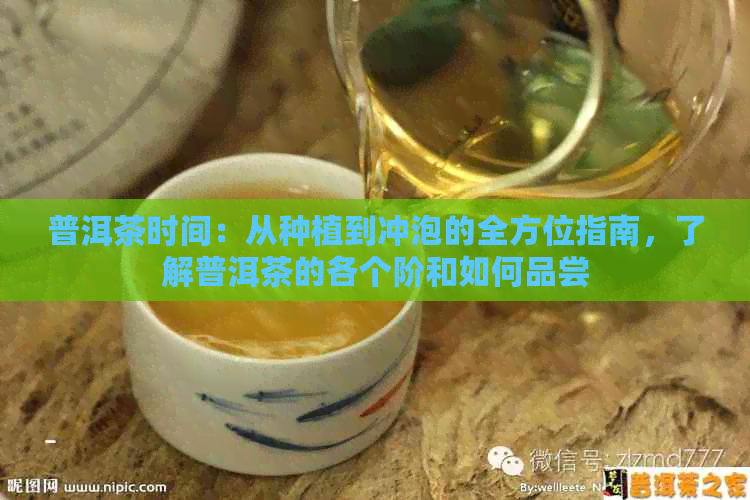 普洱茶时间：从种植到冲泡的全方位指南，了解普洱茶的各个阶和如何品尝