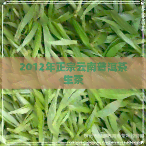 2012年正宗云南普洱茶生茶