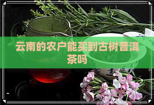 云南的农户能买到古树普洱茶吗