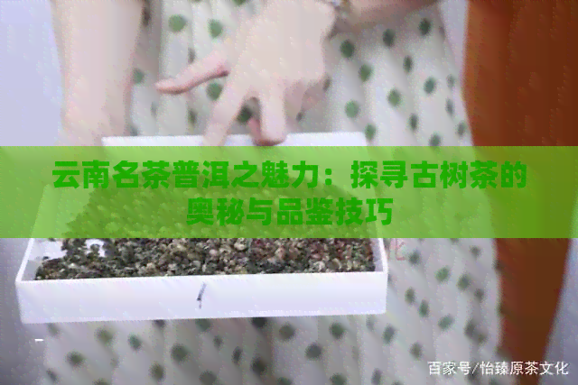 云南名茶普洱之魅力：探寻古树茶的奥秘与品鉴技巧