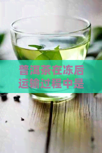 普洱茶在冻后运输过程中是否仍然安全可饮用？会不会对人体健造成影响？