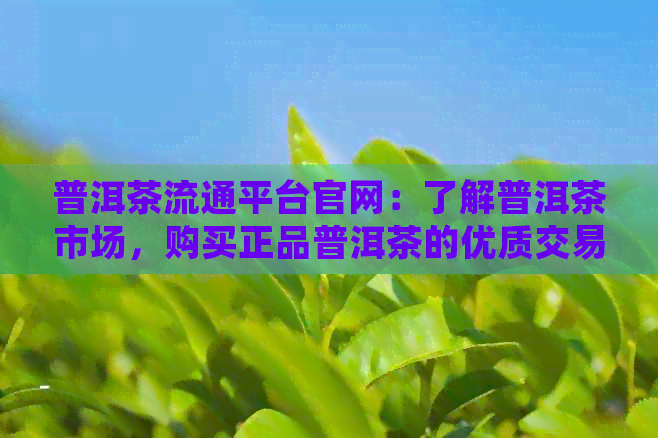 普洱茶流通平台官网：了解普洱茶市场，购买正品普洱茶的优质交易平台。