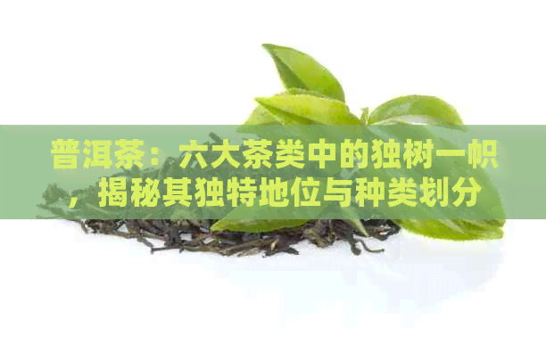 普洱茶：六大茶类中的独树一帜，揭秘其独特地位与种类划分