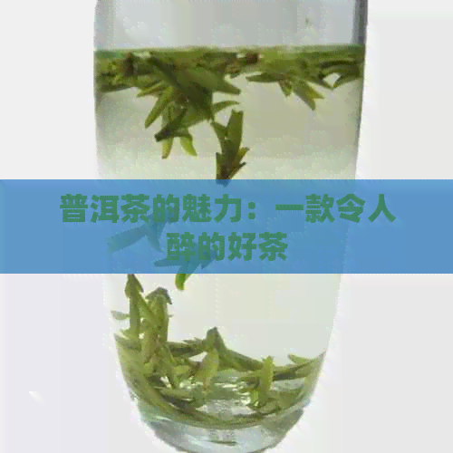 普洱茶的魅力：一款令人醉的好茶