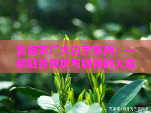 勐海茶厂大白菜系列：一款融合传统与创新的大益普洱茶