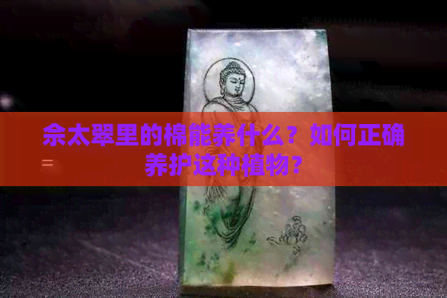 佘太翠里的棉能养什么？如何正确养护这种植物？