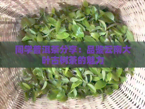 同学普洱茶分享：品鉴云南大叶古树茶的魅力