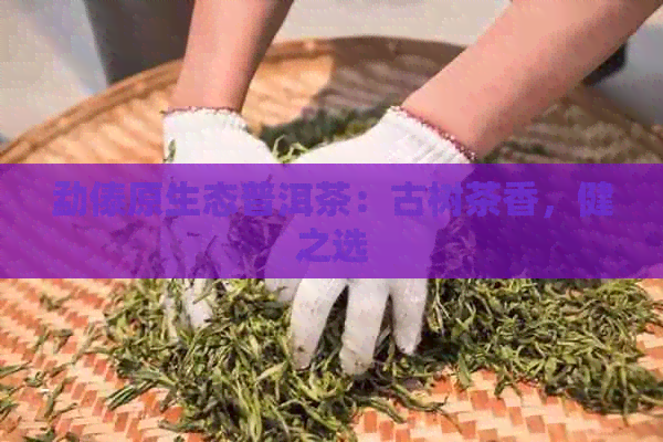 勐傣原生态普洱茶：古树茶香，健之选