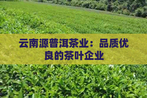 云南源普洱茶业：品质优良的茶叶企业