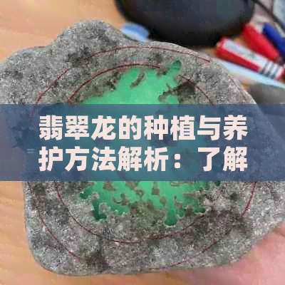 翡翠龙的种植与养护方法解析：了解这种珍贵植物的全方位指南