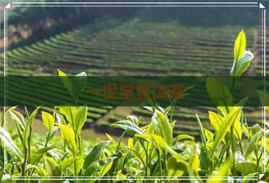 一世堂普洱茶