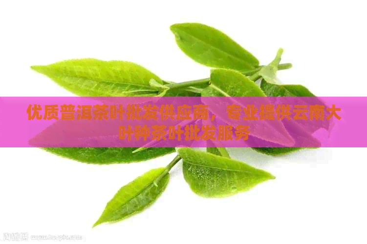 优质普洱茶叶批发供应商，专业提供云南大叶种茶叶批发服务