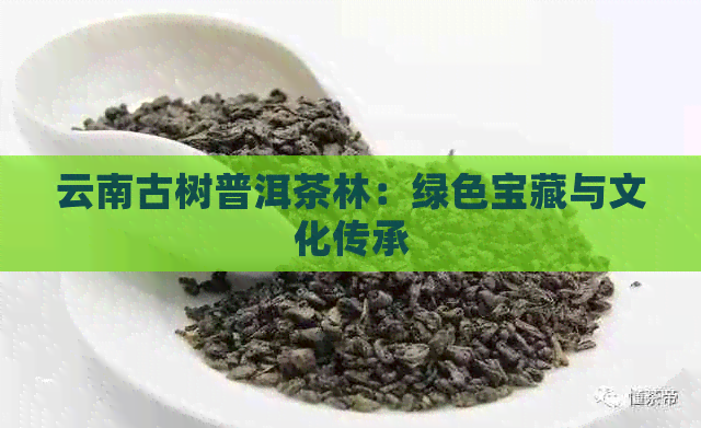 云南古树普洱茶林：绿色宝藏与文化传承