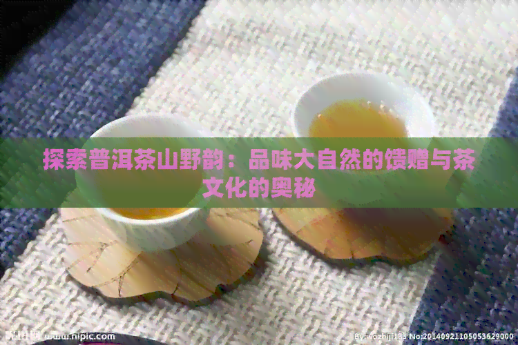 探索普洱茶山野韵：品味大自然的馈赠与茶文化的奥秘