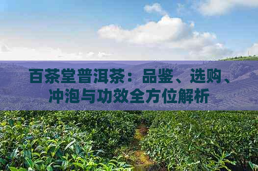 百茶堂普洱茶：品鉴、选购、冲泡与功效全方位解析