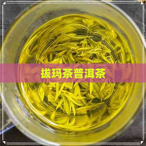 拔玛茶普洱茶