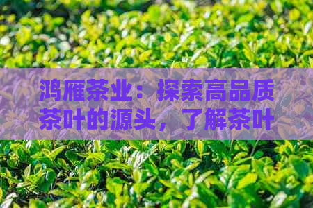 鸿雁茶业：探索高品质茶叶的源头，了解茶叶种类、制作工艺与健益处