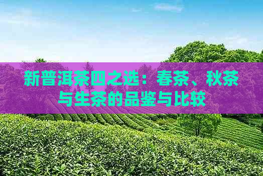 新普洱茶四之选：春茶、秋茶与生茶的品鉴与比较