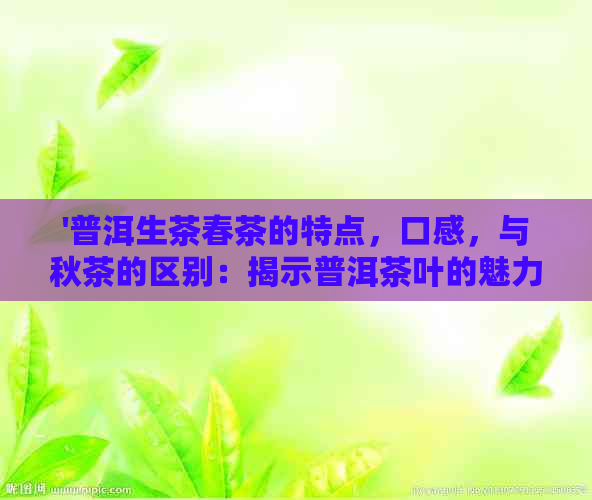 '普洱生茶春茶的特点，口感，与秋茶的区别：揭示普洱茶叶的魅力'