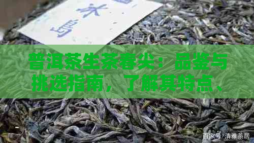 普洱茶生茶春尖：品鉴与挑选指南，了解其特点、功效与泡法