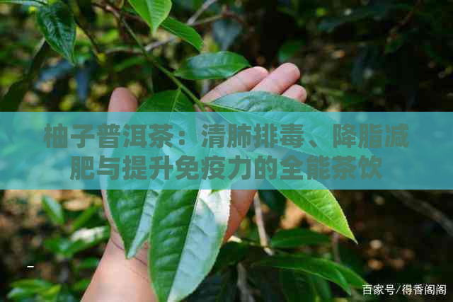 柚子普洱茶：清肺排、降脂减肥与提升免疫力的全能茶饮