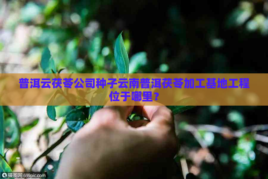 普洱云茯苓公司种子云南普洱茯苓加工基地工程位于哪里？