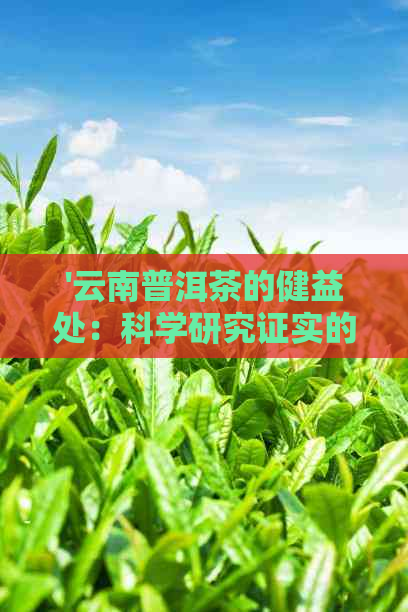 '云南普洱茶的健益处：科学研究证实的五大功效'