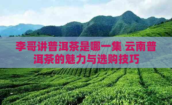 李哥讲普洱茶是哪一集 云南普洱茶的魅力与选购技巧