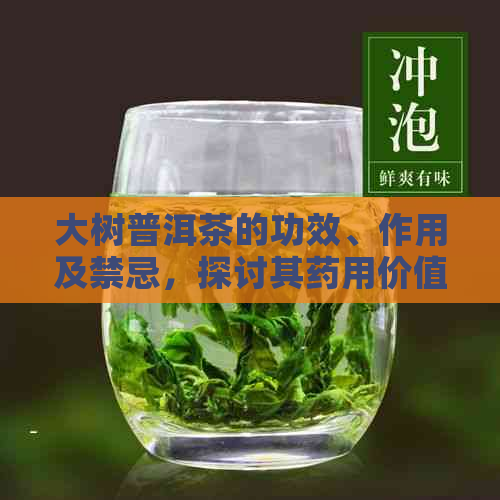 大树普洱茶的功效、作用及禁忌，探讨其药用价值