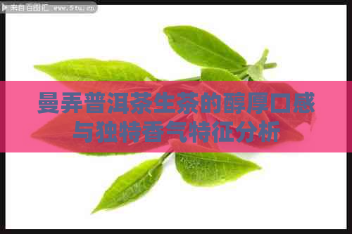 曼弄普洱茶生茶的醇厚口感与独特香气特征分析