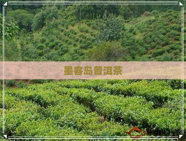 墨客岛普洱茶