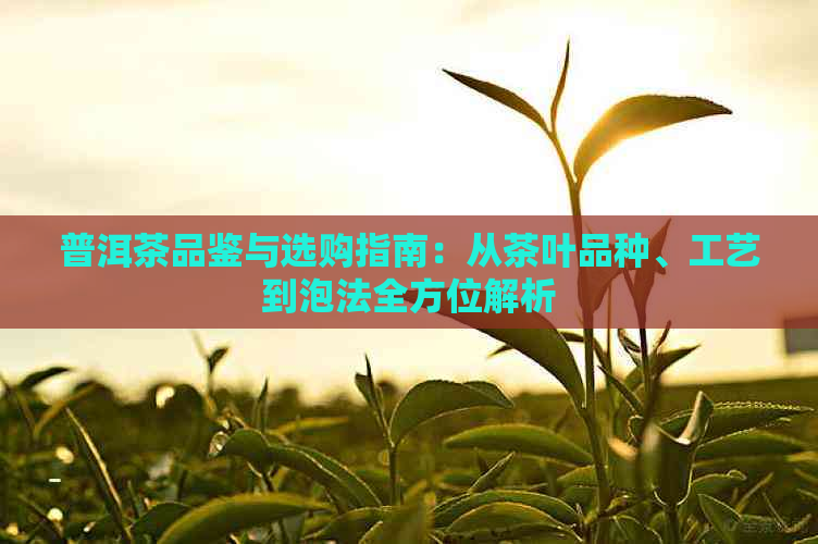 普洱茶品鉴与选购指南：从茶叶品种、工艺到泡法全方位解析