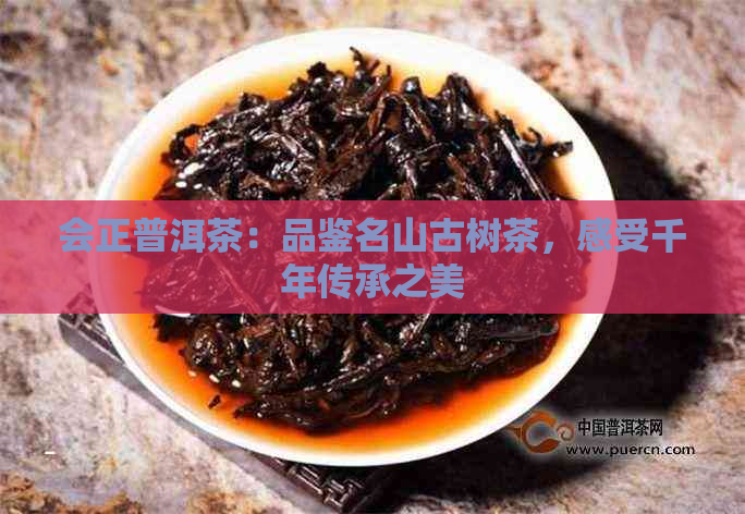 会正普洱茶：品鉴名山古树茶，感受千年传承之美