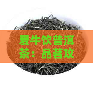 爱牛饮普洱茶：品茗攻略、功效与适用人群，助您全面了解普洱茶的魅力与作用