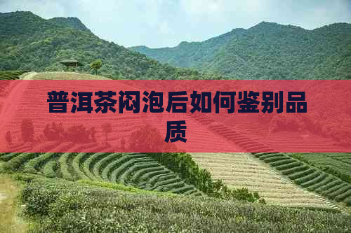 普洱茶闷泡后如何鉴别品质