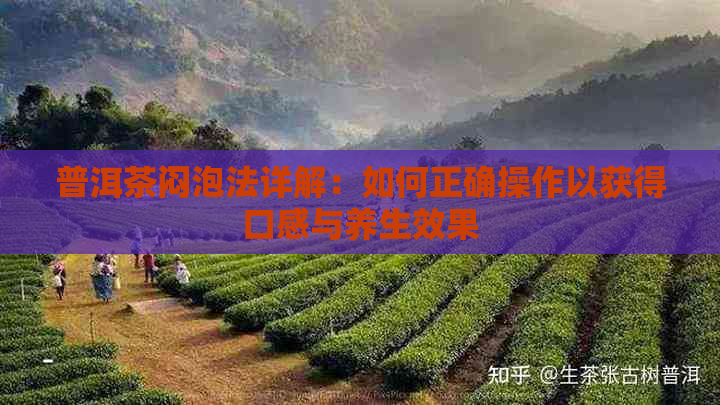 普洱茶闷泡法详解：如何正确操作以获得口感与养生效果