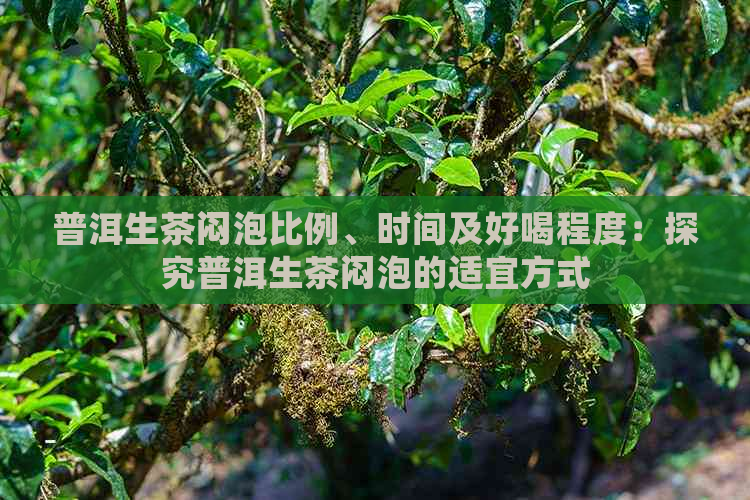 普洱生茶闷泡比例、时间及好喝程度：探究普洱生茶闷泡的适宜方式