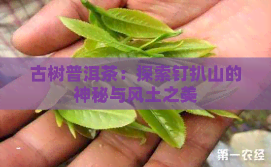 古树普洱茶：探索钉扒山的神秘与风土之美