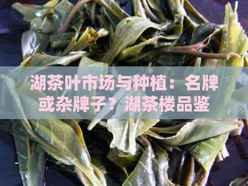 湖茶叶市场与种植：名牌或杂牌子？湖茶楼品鉴